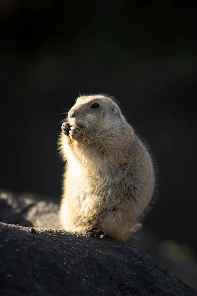The black-tailed prairie dog,  Cynomys ludovicianus, lives in colonies on the American prairies