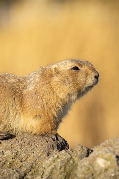 The black-tailed prairie dog,  Cynomys ludovicianus, lives in colonies on the American prairies
