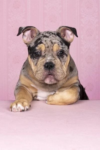 Portrait Cute Old English Bulldog Puppy Paws Table Looking Camera — Stock Photo, Image