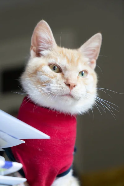 Gato Jengibre Con Una Capa Protectora Roja Después Cirugía Retrato — Foto de Stock