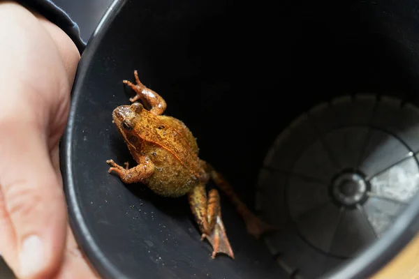 Big brown frog or European common frog, Rana temporaria,  caught in a plastic plant pot held by a hand