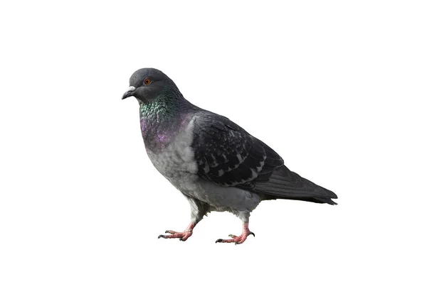 Pigeon Walking Ground Isolated White Colored Background — Stock Photo, Image