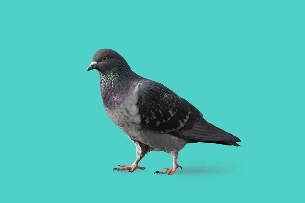 Pigeon Marchant Sur Sol Isolé Avec Fond Bleu — Photo