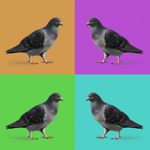 Compuesto Con Cuatro Palomas Fondo Multicolor — Foto de Stock