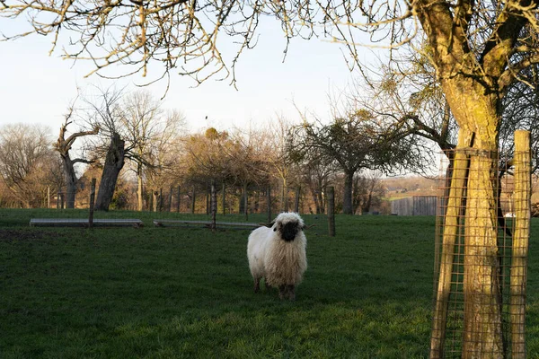 Biała Owca Czarną Twarzą Nosem Uszami Stojąca Łące Walliser Schwarznase — Zdjęcie stockowe