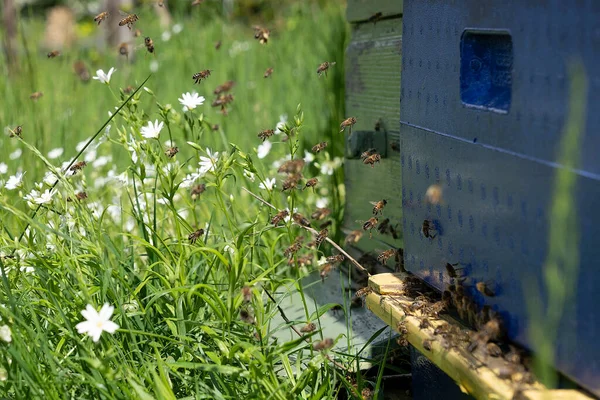许多蜜蜂在蜂窝里飞来飞去 采蜜后又回到了蜂窝 养蜂业概念 — 图库照片
