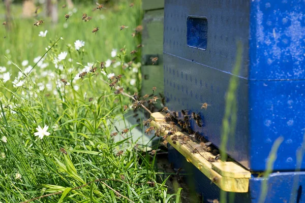 许多蜜蜂在蜂窝里飞来飞去 采蜜后又回到了蜂窝 养蜂业概念 — 图库照片
