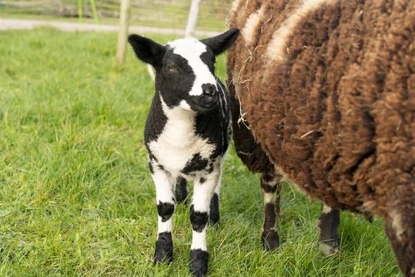 Niedliche Kleine Lämmer Und Schafe Schwarz Weiß Auf Frühlingshaft Grüner — Stockfoto