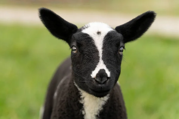 Mignons Petits Agneaux Moutons Noir Blanc Sur Prairie Fraîche Vert — Photo