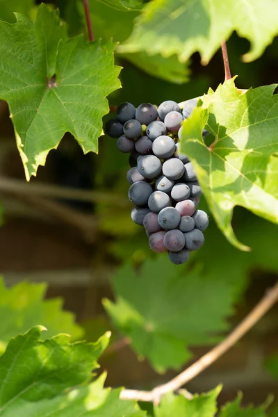 Blå Mogna Druvor Vinranka Med Blad Vinodling Vitis Vinifera — Stockfoto