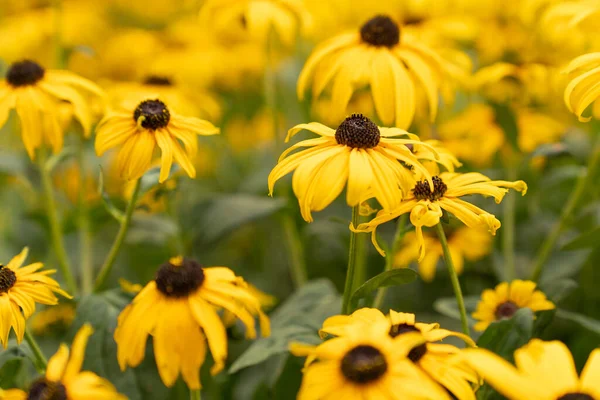 Tam kare bir demet Rudbeckia Goldtrum çiçeği mi yoksa koyu renkli sarı gözlü Susan mı?