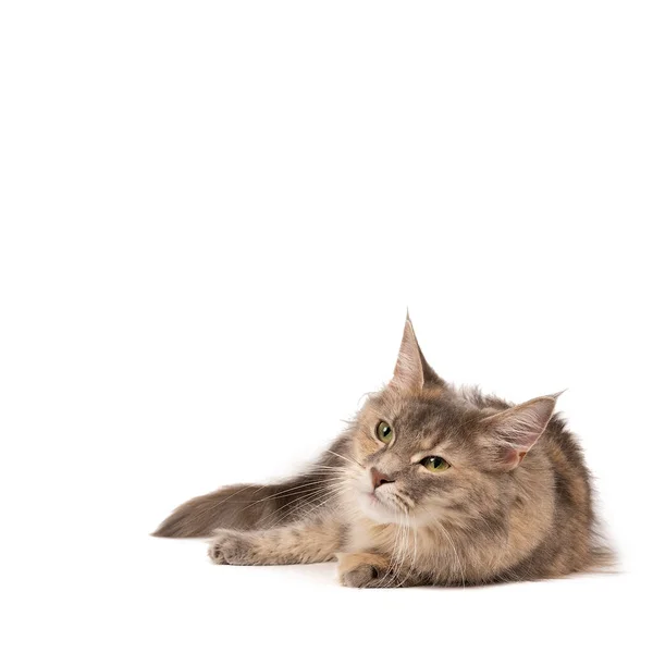 Engraçado Bonito Feminino Maine Casulo Gato Close Maiores Raças Domesticadas — Fotografia de Stock