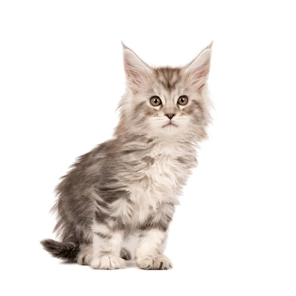 Komik Şirin Bir Maine Rakunu Kedi Yavrusu Yaklaş Büyük Evcil — Stok fotoğraf