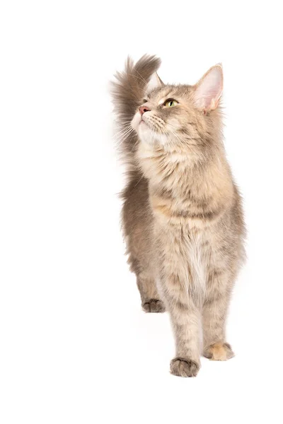 Rolig Söt Kvinnlig Maine Coon Katt Närbild Största Tama Kattraser — Stockfoto