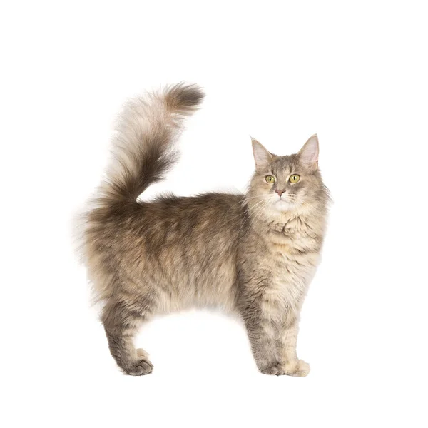 Rolig Söt Kvinnlig Maine Coon Katt Närbild Största Tama Kattraser — Stockfoto