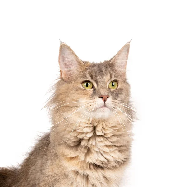 Een Grappig Schattig Vrouwtje Maine Coon Cat Close Grootste Gedomesticeerde — Stockfoto