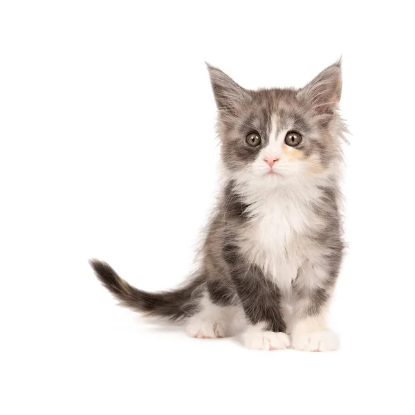 Engraçado Bonito Maine Coon Gato Gatinho Close Maiores Raças Domesticadas — Fotografia de Stock