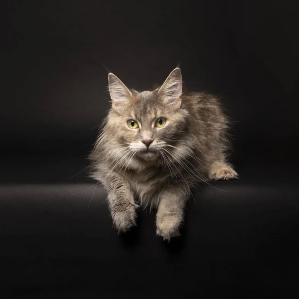 Een Grappig Schattig Volwassen Vrouwtje Maine Coon Cat Close Grootste — Stockfoto
