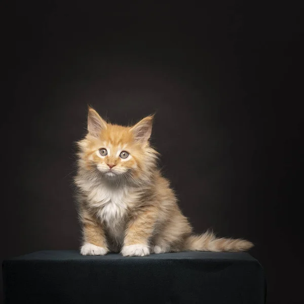 Engraçado Bonito Maine Coon Gato Gatinho Close Maiores Raças Domesticadas — Fotografia de Stock