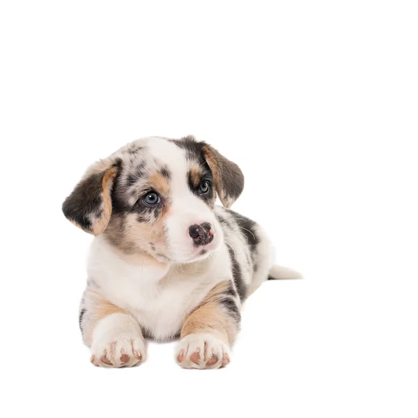 Cardigan Corgi Puppy Isolated White — Stock Photo, Image