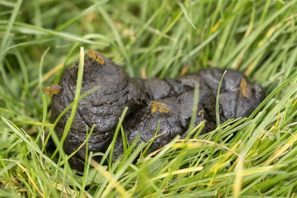 Close Cow Poop Dung Droppings Yellow Dung Fly Scathophaga Stercoraria —  Fotos de Stock