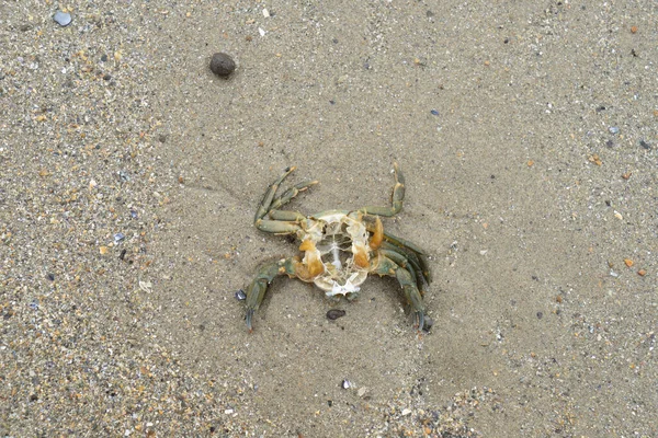Sea Crab Shell Sandy Beach Seen Copy Space Room Text — Fotografia de Stock