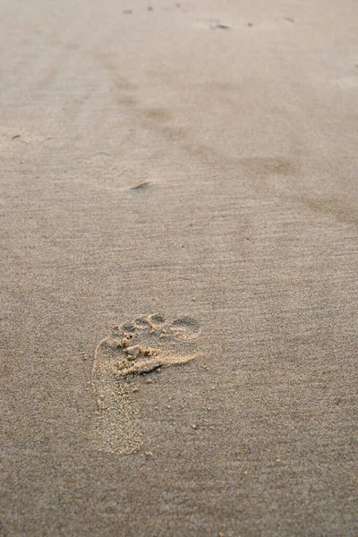 Kumsalda kumsalda bir insanın ayak izleri var. Etrafta olduklarına dair kanıt bırakıyorlar.