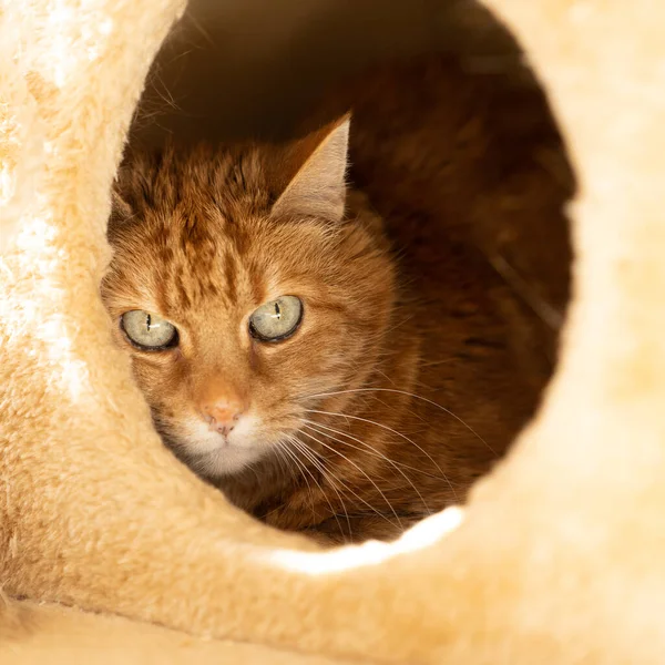 A White and ginger cat sitting and hiding  in a safe spot in a scratching post