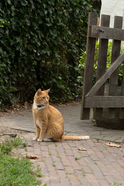 Імбирний Червоний Кіт Сидить Садовій Доріжці Подвір — стокове фото