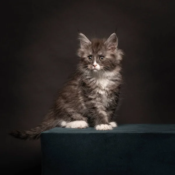 Engraçado Bonito Maine Coon Gato Gatinho Close Maiores Raças Domesticadas — Fotografia de Stock