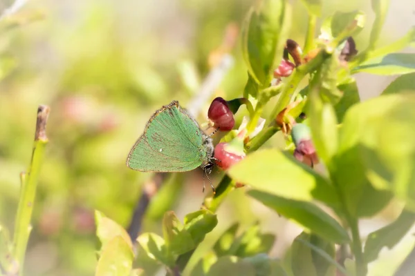 Porte Queue Vert Callophrys Rubi Petit Papillon Rare Famille Des — Photo