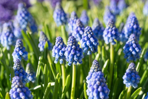 Muscari Ermenistan üzümü sümbül çiçeği mavi bahçe bitkileri ve çiçek açan yeşil yapraklar.