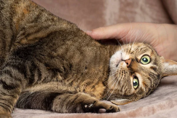 Tabby Cat Lying Pink Blanket Being Caressed Human Hand Cuddling — Stockfoto