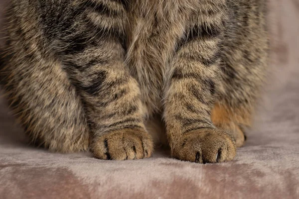 The Fluffy feet of a Tabby cat sitting on a pink blanket