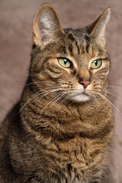 Portrait Tabby Cat Sitting Pink Blanket Looking — Stockfoto