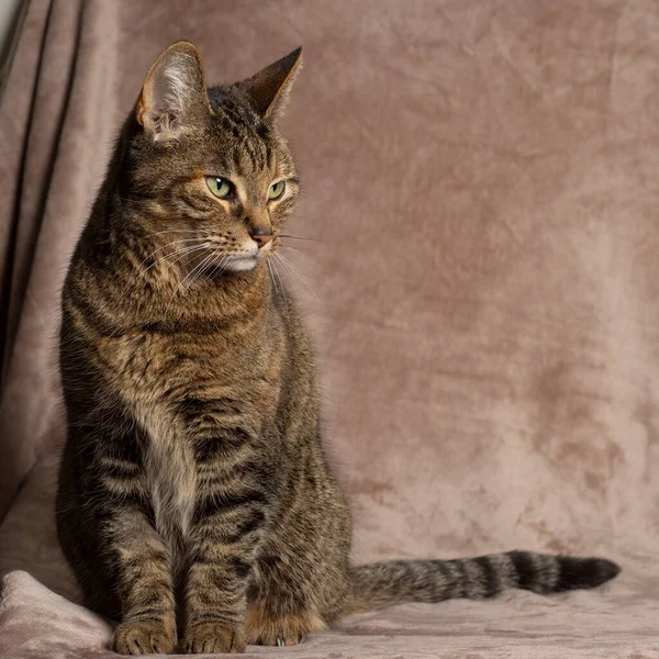 Portrait Tabby Cat Sitting Pink Blanket Looking — Foto de Stock