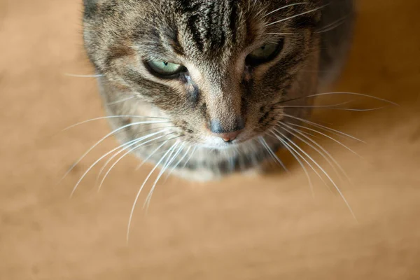 Kahverengi tekir kedinin bıyıklı burnuna yakın çekim