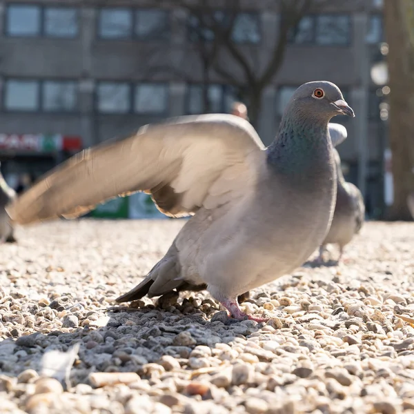 City Pigeon Walking Ground Searching Food Sand Stone Parc Animal — стоковое фото