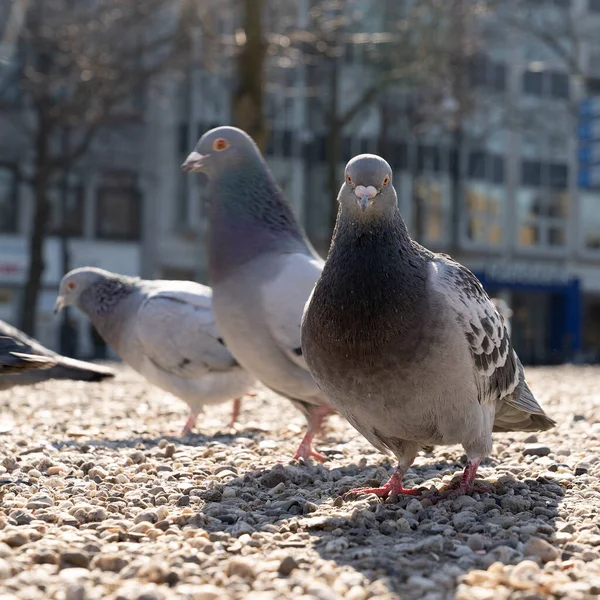 City Pigeon Walking Ground Searching Food Sand Stone Parc Animal — стоковое фото