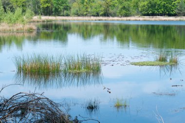 Yumuşak hücum ve sazlık yığınlarıyla dolu gölet, gökyüzünü yansıtan gökyüzü mavi, gökyüzünde bazı bulutlar, Kampinase Heide Boxtel Hollanda 'da