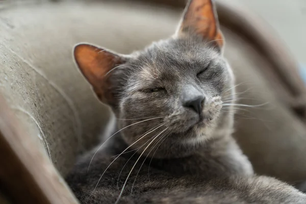 Een Grijs Gevlekte Russische Blauwe Kat Knipoogt Zittend Verstoppend Een — Stockfoto