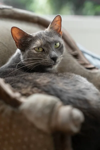 A gray spotted Russian Blue  cat sitting and hiding  in a safe spot on a small chair