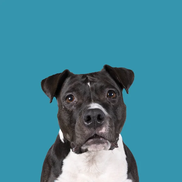 Portrait of brown American Staffordshire terrier (amstaff) sitting. American Stafford dog with perfect muscular body and beautiful face resting