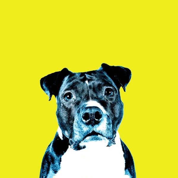 Portrait of brown American Staffordshire terrier (amstaff) sitting. American Stafford dog with perfect muscular body and beautiful face in a colored setting with yellow and blue