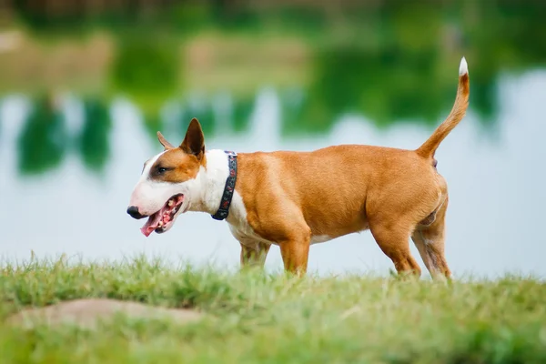 Toro terrier —  Fotos de Stock