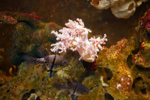 Fish tank — Stock Photo, Image