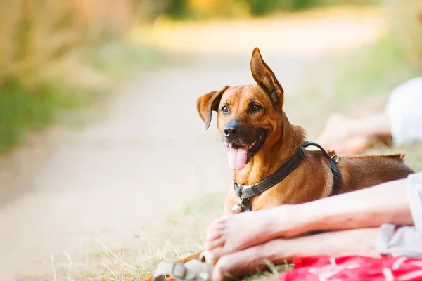 Perro feliz Fotos de stock libres de derechos