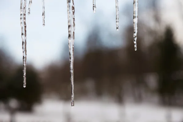 Icicle — Stock Photo, Image