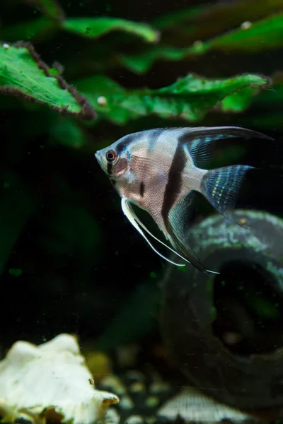 Angelfish — Stock Photo, Image