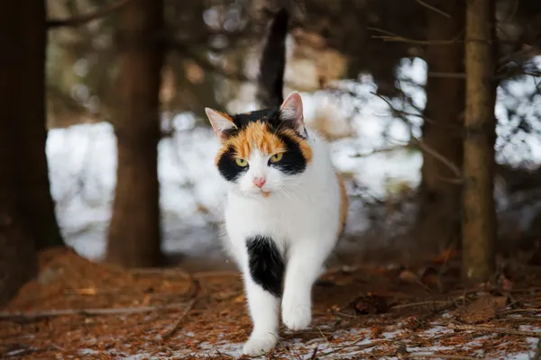 숲 속의 야생 고양이 스톡 사진